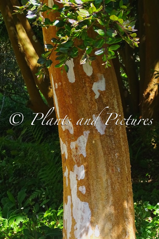 Luma apiculata
