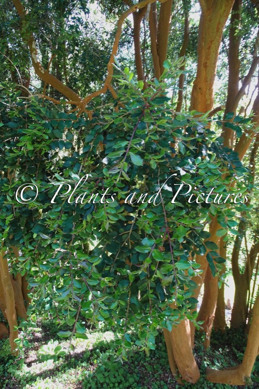 Luma apiculata