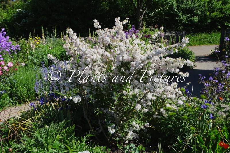 Deutzia discolor ‘Major’