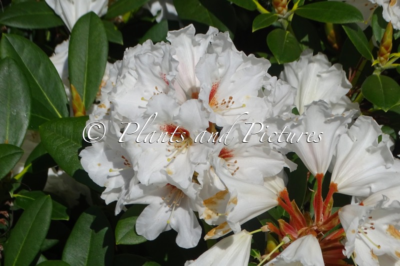 Rhododendron ‘Bohlken’s Snow Fire’