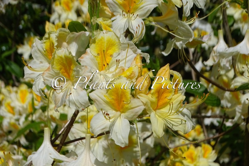 Rhododendron ‘Toucan’