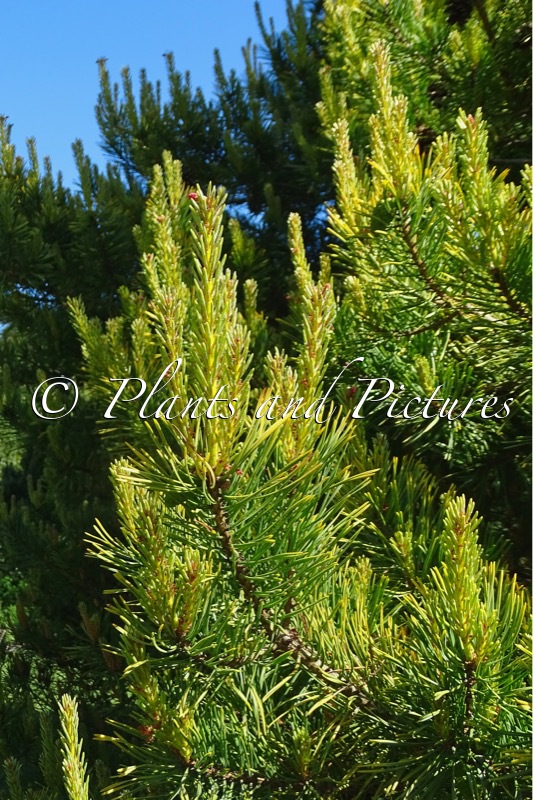 Pinus sylvestris ‘Gold Coin’