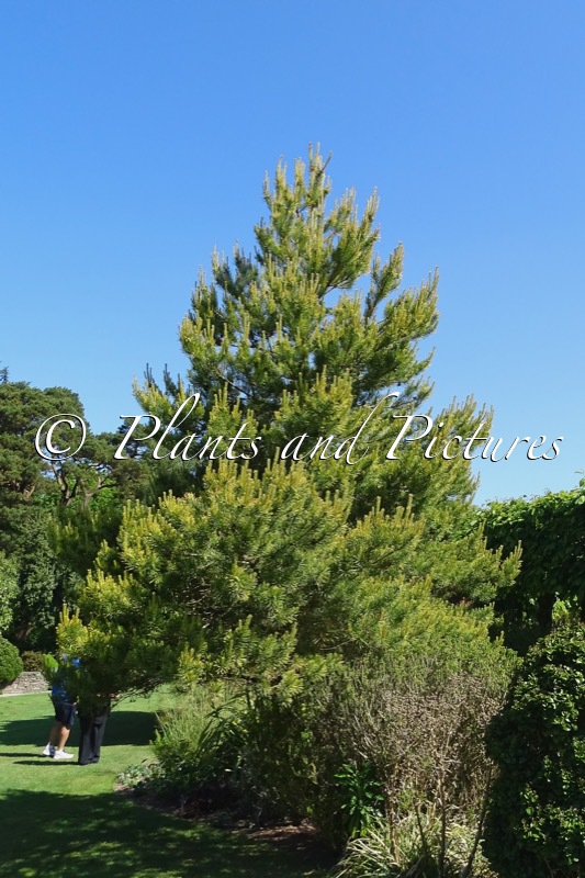 Pinus sylvestris ‘Gold Coin’