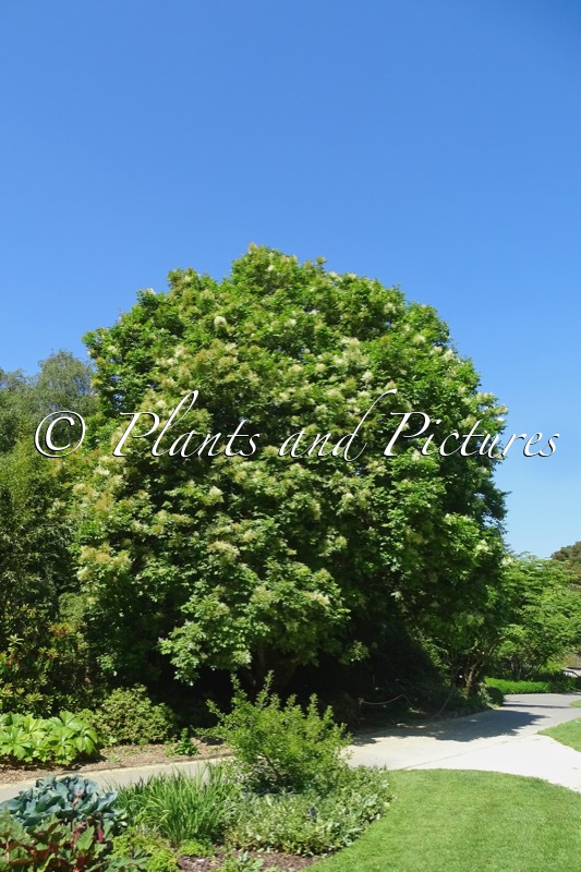 Fraxinus sieboldianus