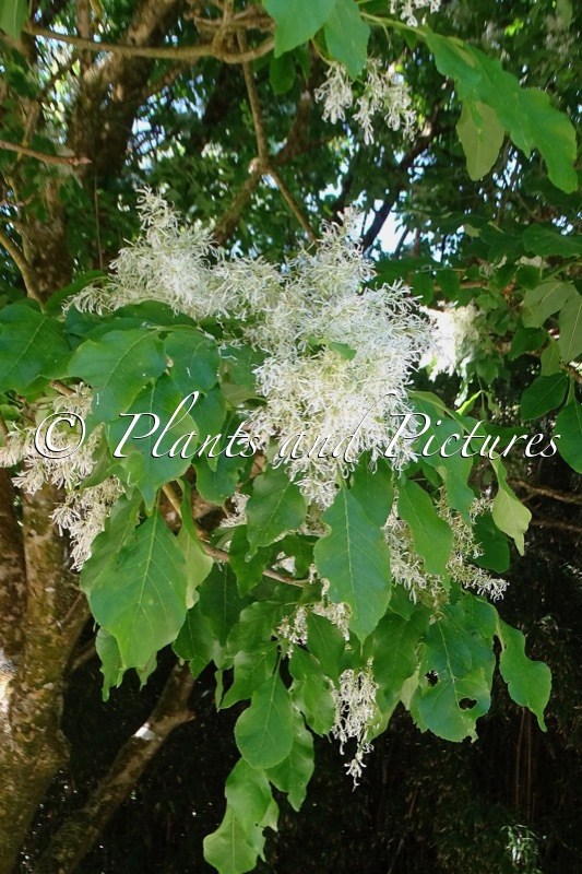 Fraxinus sieboldianus