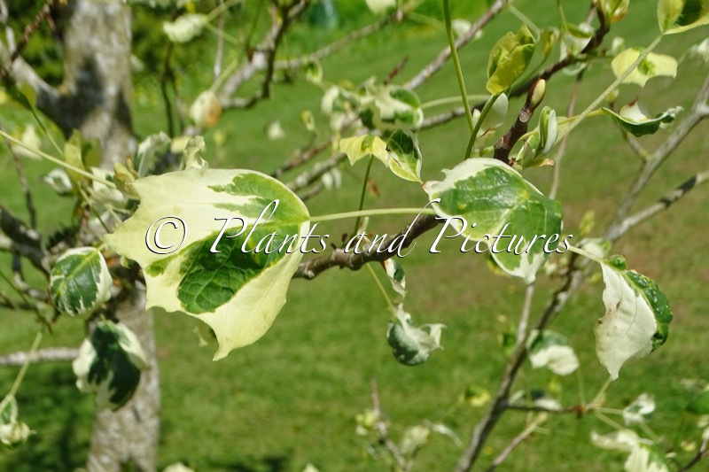 Liriodendron tulipifera ‘Snow Bird’