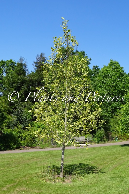 Liriodendron tulipifera ‘Aureomarginata’
