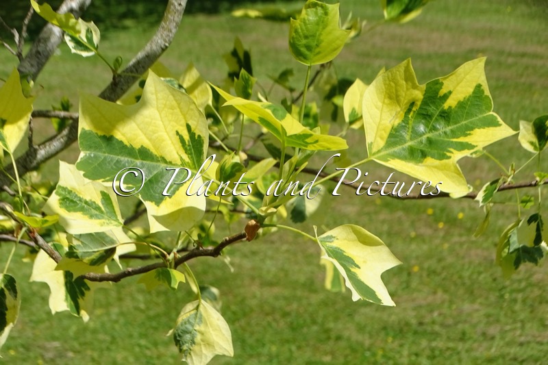 Liriodendron tulipifera ‘Aureomarginata’
