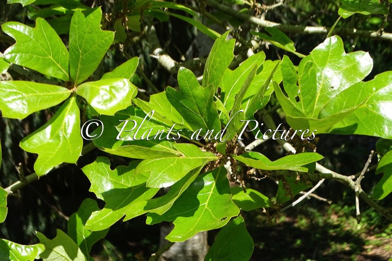 Quercus ilicifolia