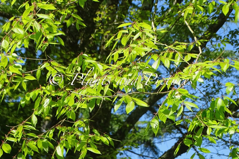 Zelkova schneideriana