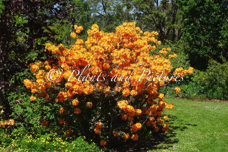Rhododendron ‘Klondyke’