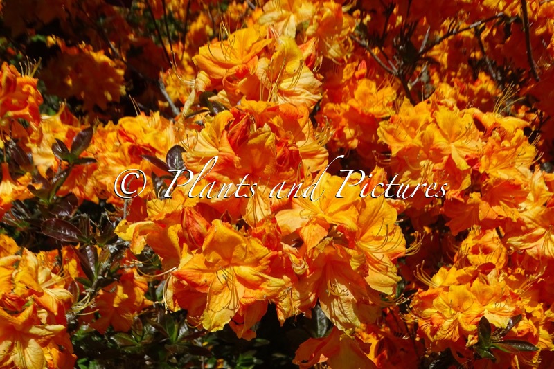 Rhododendron ‘Klondyke’