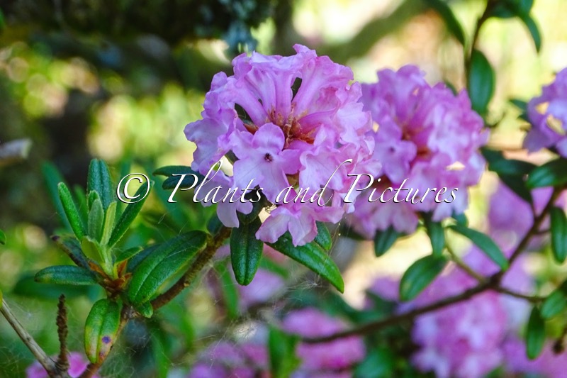 Rhododendron trichostomum ‘Collingwood Ingram’