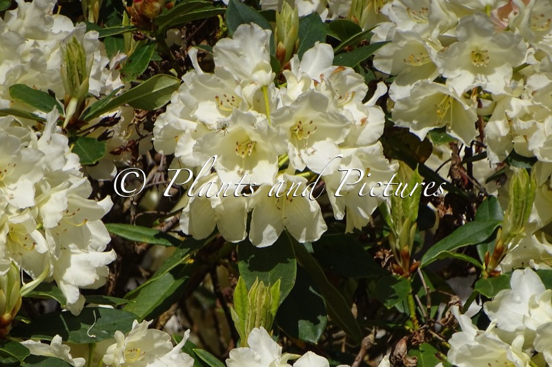 Rhododendron ‘Golden Torch’