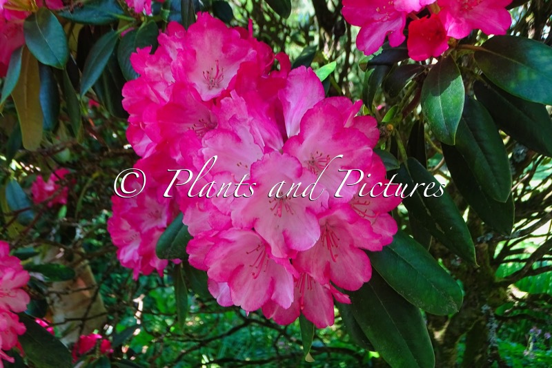 Rhododendron ‘Fantastica’
