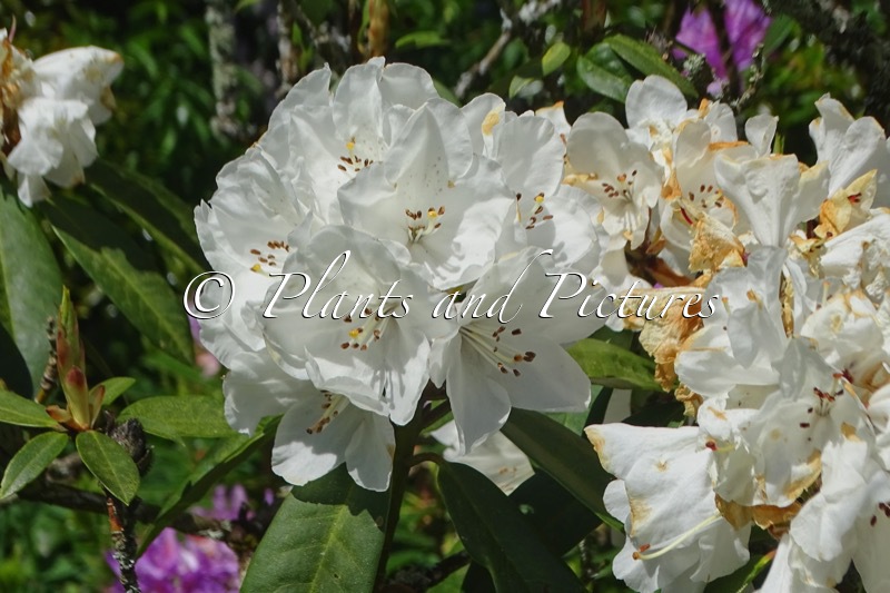 Rhododendron ‘Helene Schiffner’