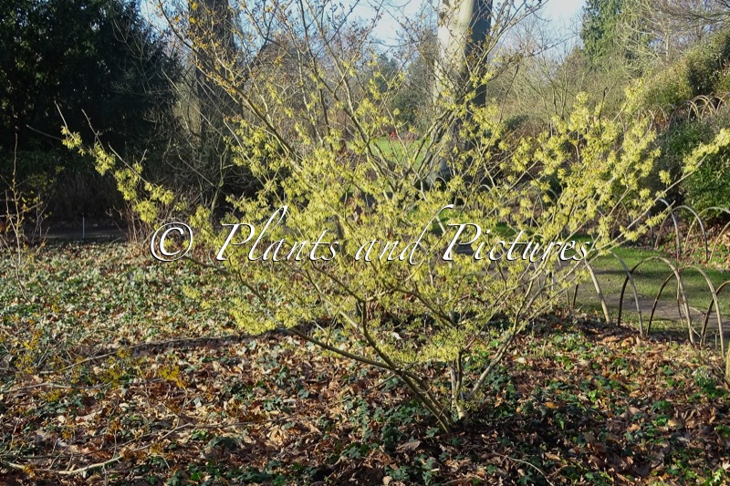 Hamamelis intermedia ‘Konrad Dierks’