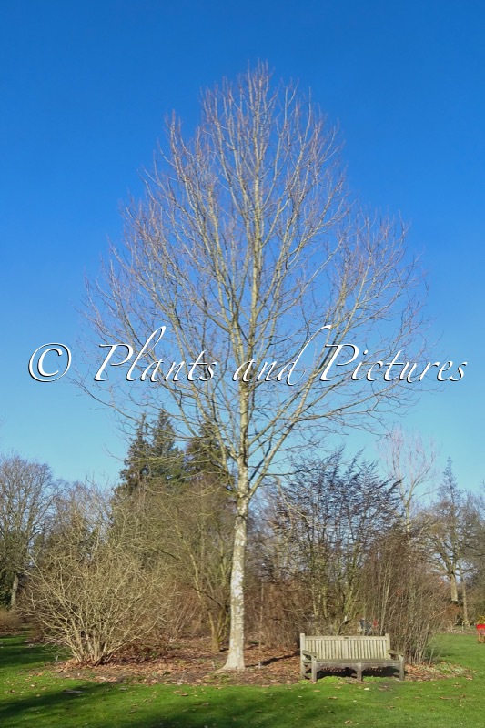 Platanus hispanica ‘El Gordo’