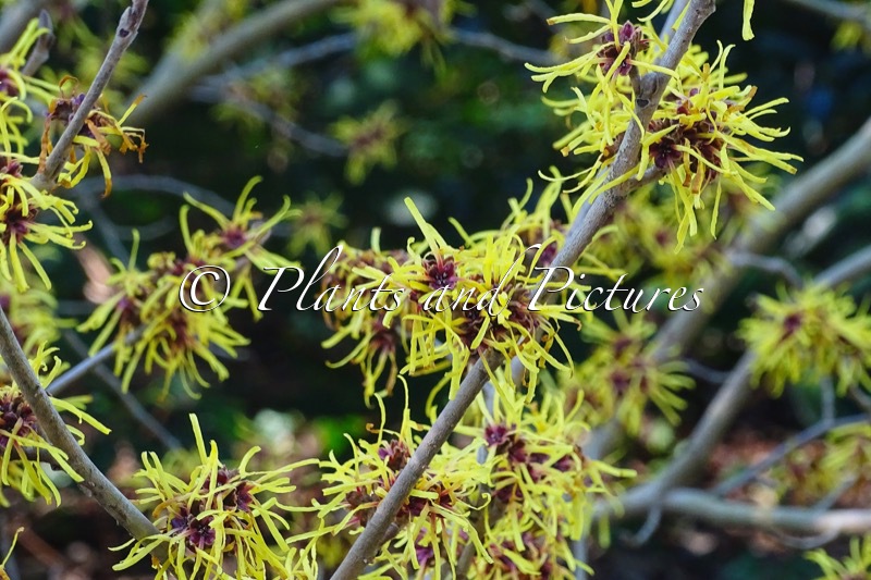 Hamamelis mollis ‘Imperialis’