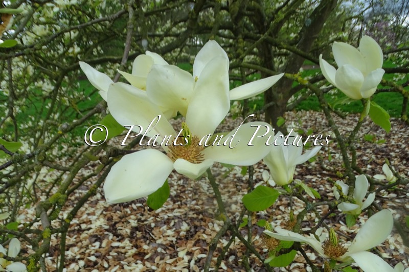 Magnolia ‘Sundance’