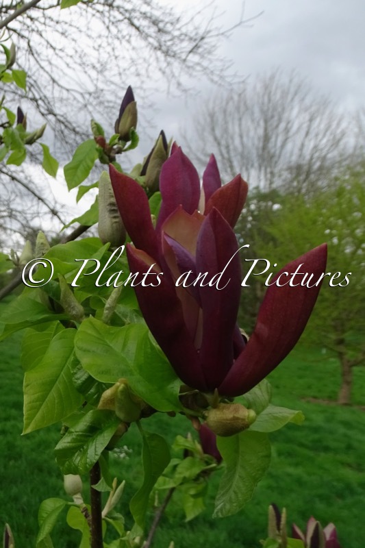 Magnolia ‘Black Beauty’