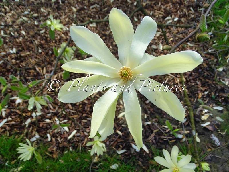 Magnolia ‘Gold Star’