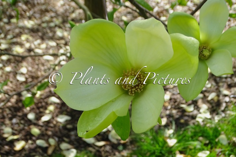Magnolia ‘Lemon Star’