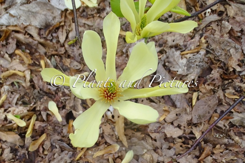 Magnolia ‘Butterflies’