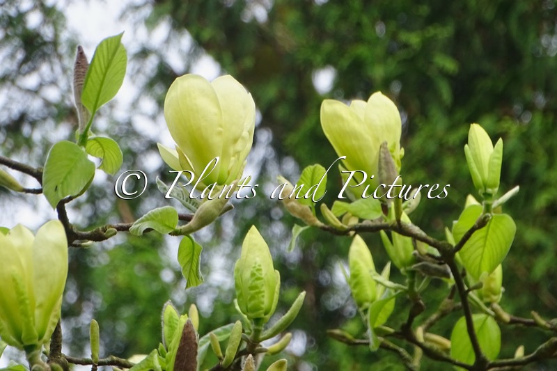Magnolia ‘Golden Sun’