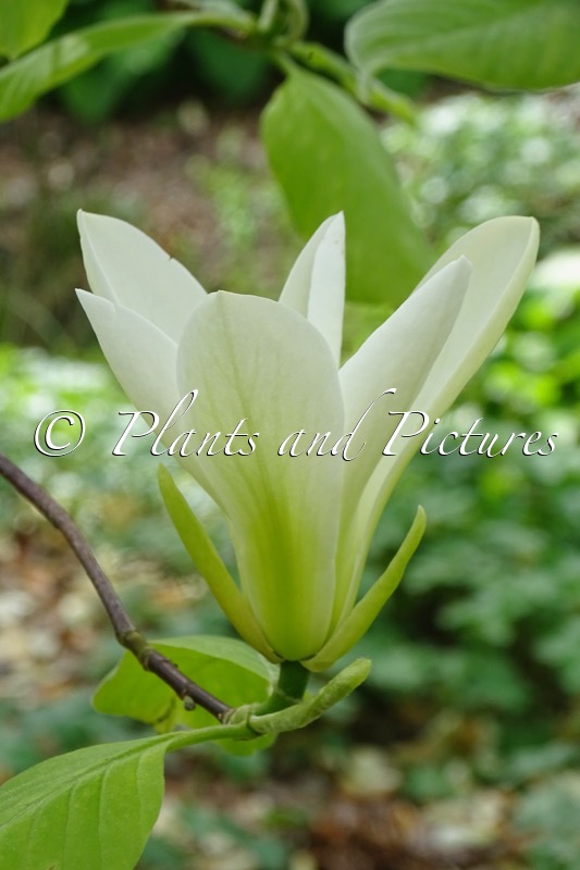 Magnolia ‘Yellow Garland’