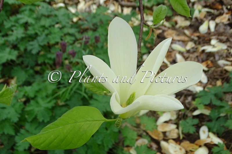 Magnolia ‘Yellow Garland’