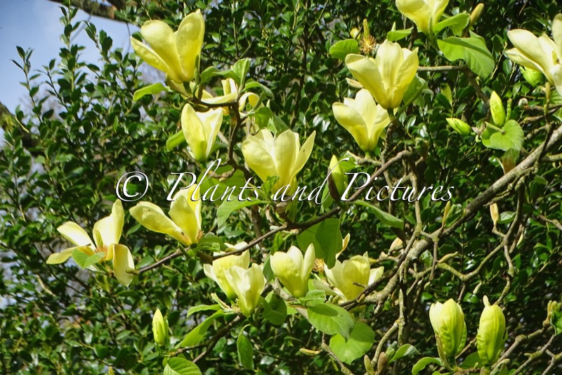 Magnolia ‘Yellow Gala’