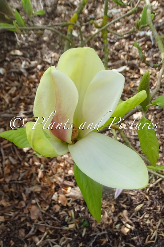 Magnolia ‘Banana Split’