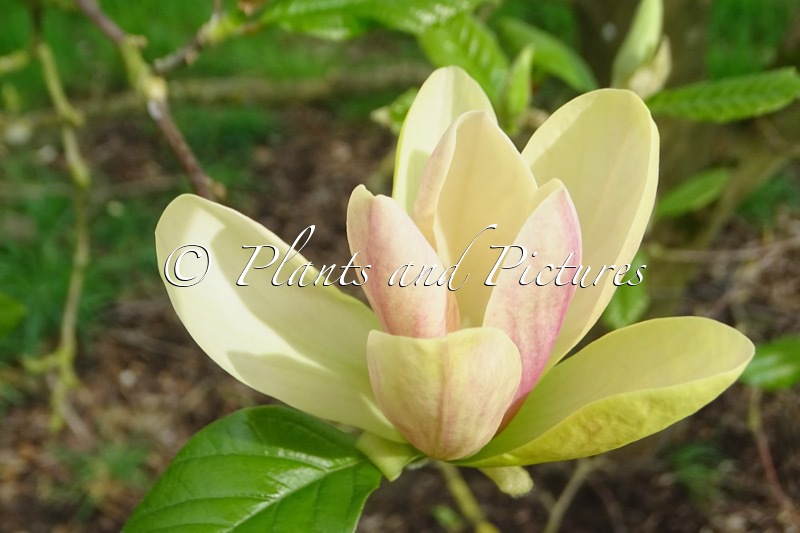 Magnolia ‘Tranquility’