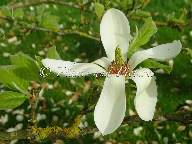 Magnolia ‘Goldfinch’