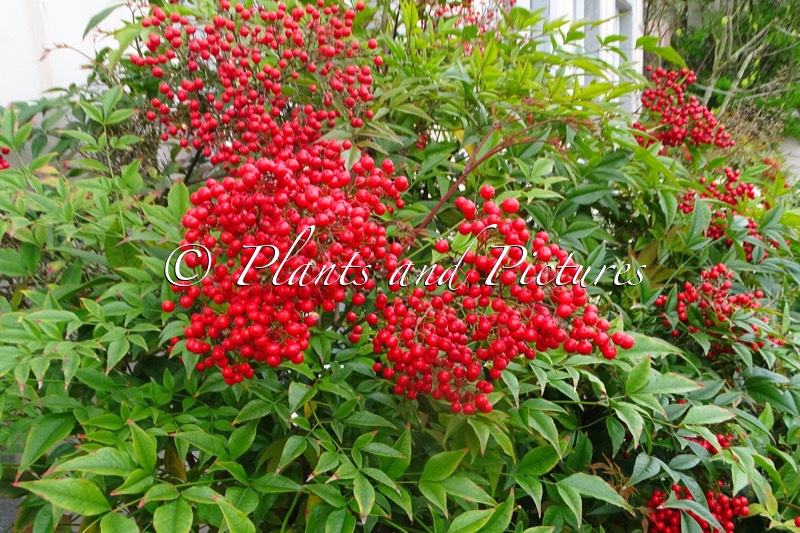Nandina domestica