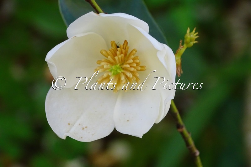 Magnolia laevifolia ‘Gcwood213’ (GAILS FAVOURITE)