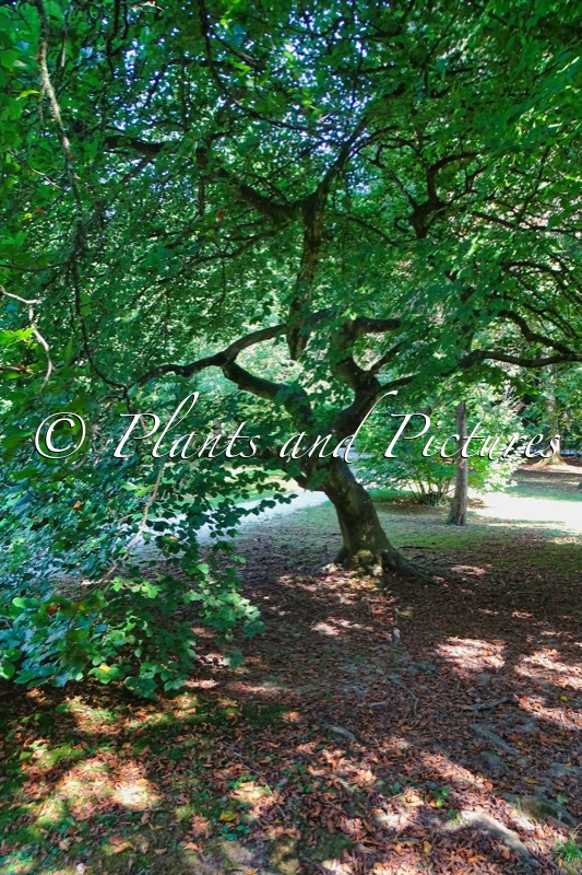 Fagus sylvatica ‘Tortuosa’