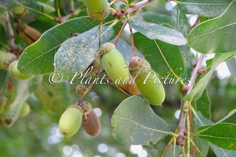 Quercus robur ‘Salicifolia’