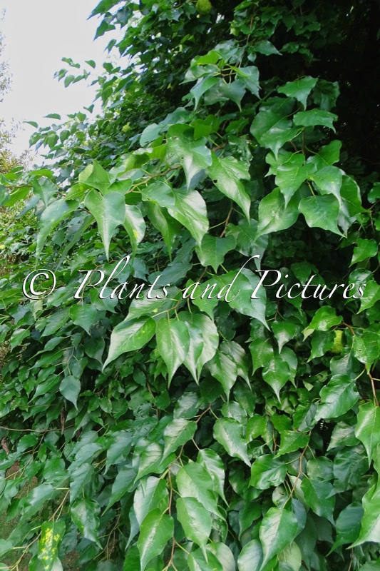 Maclura pomifera