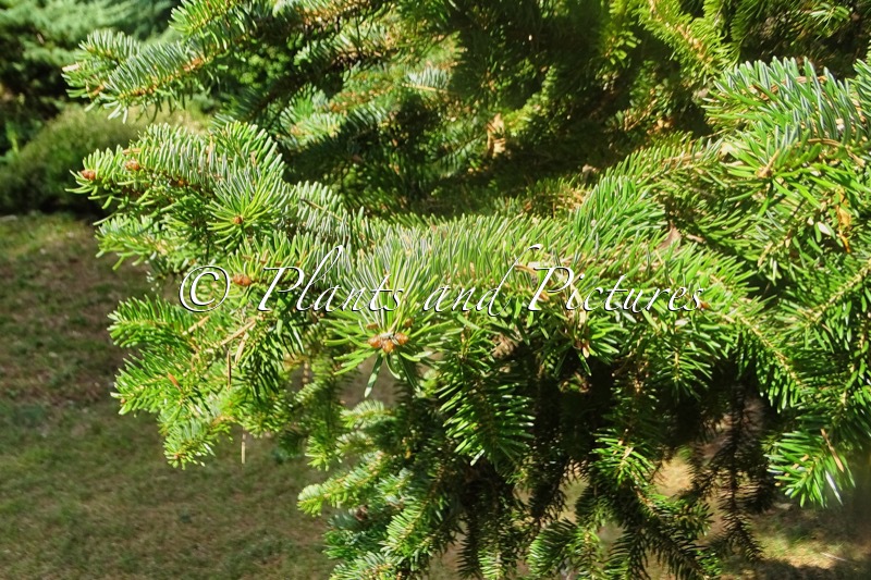 Abies cephalonica