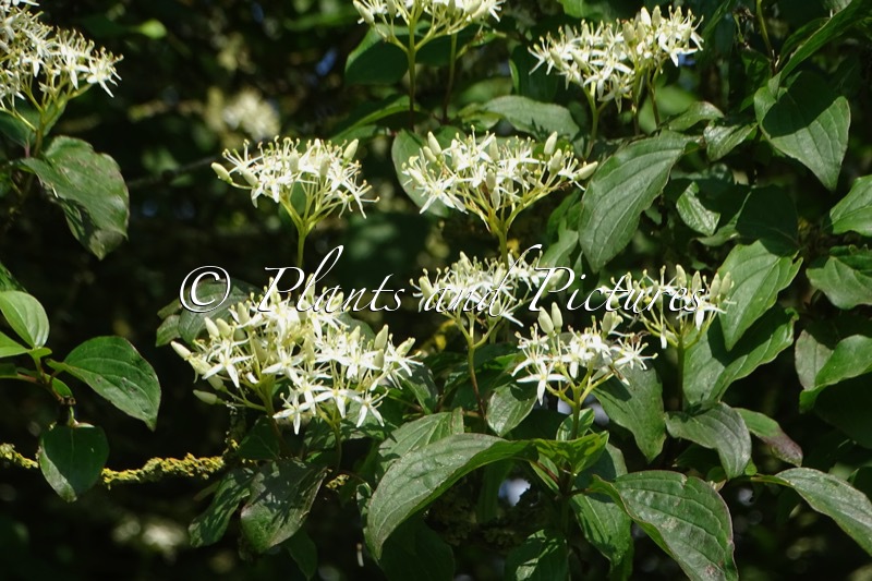Cornus controversa