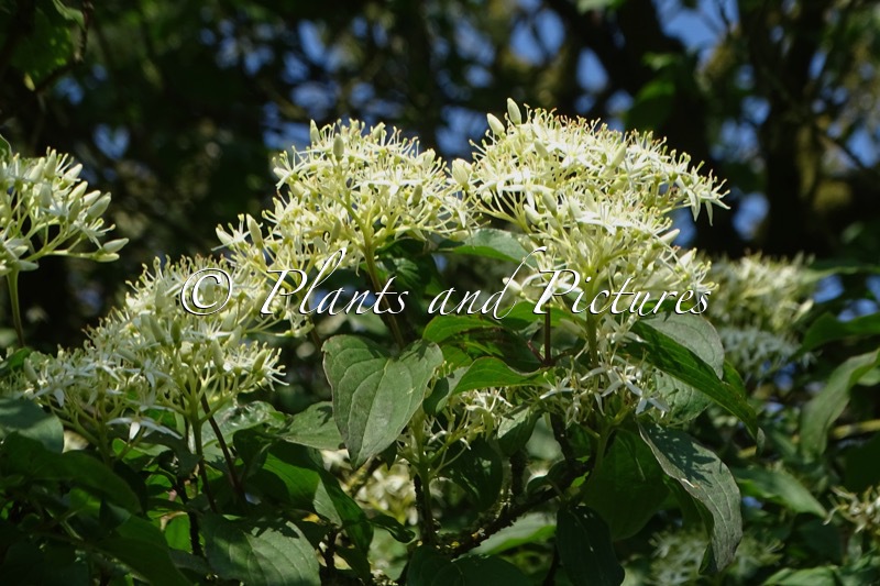 Cornus controversa
