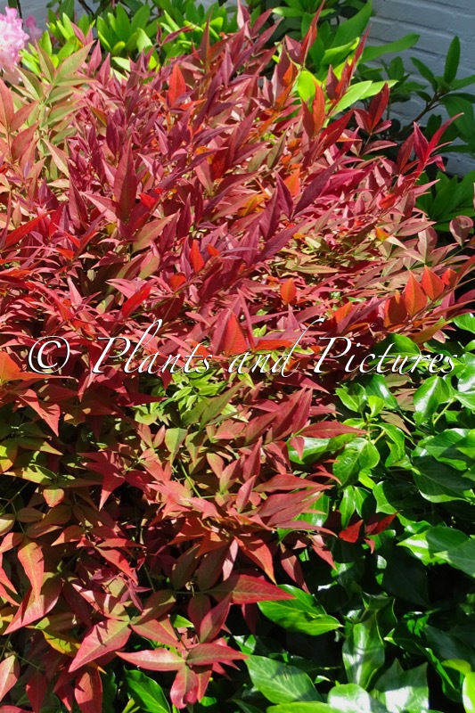 Nandina domestica ‘Seika’ (OBSESSED)
