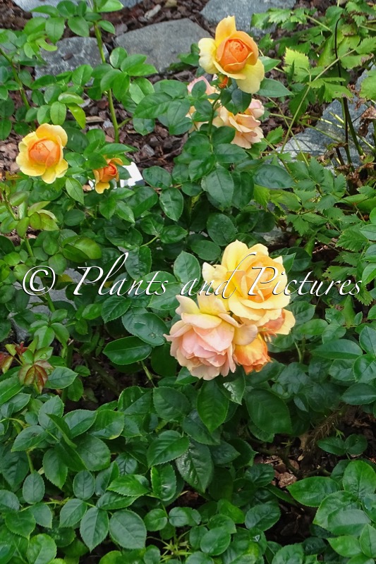 Rosa ‘Tan04603’ (HANSESTADT ROSTOCK)