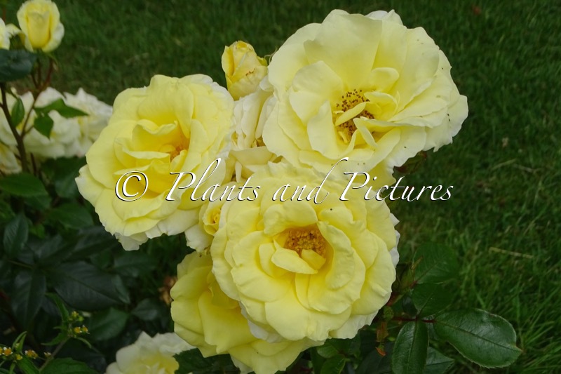 Rosa ‘Kormonali’ (LIMONA)