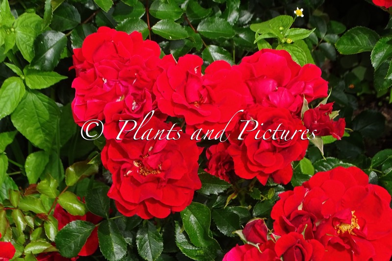 Rosa ‘Tan14776’ (PEPINO)