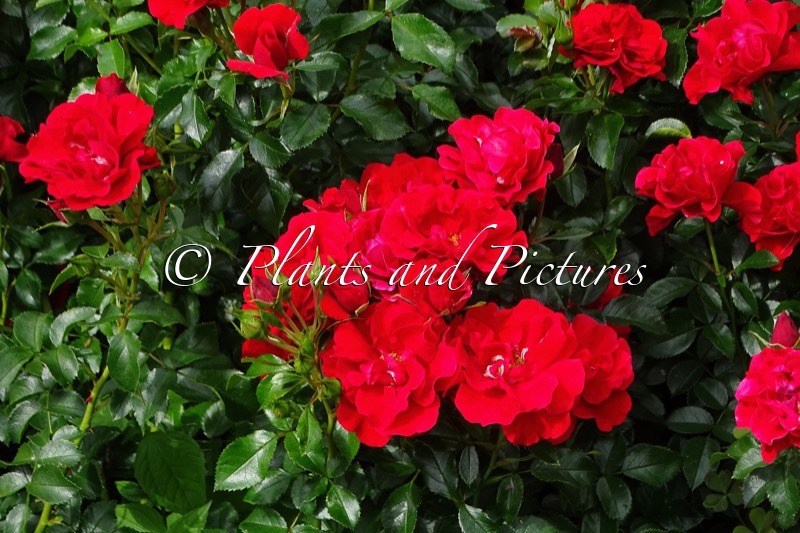 Rosa ‘Tan14776’ (PEPINO)