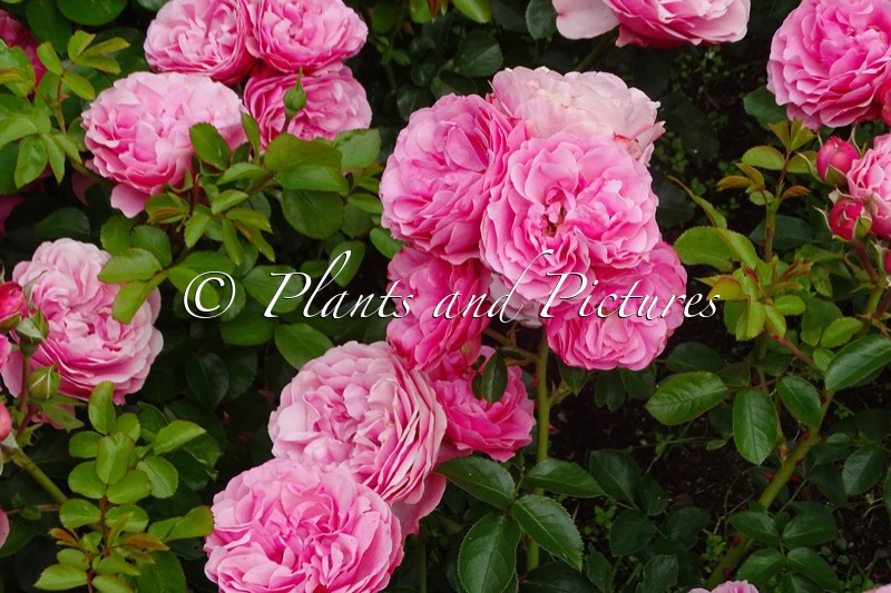 Rosa ‘Meideauri’ (LEONARDO DA VINCI)