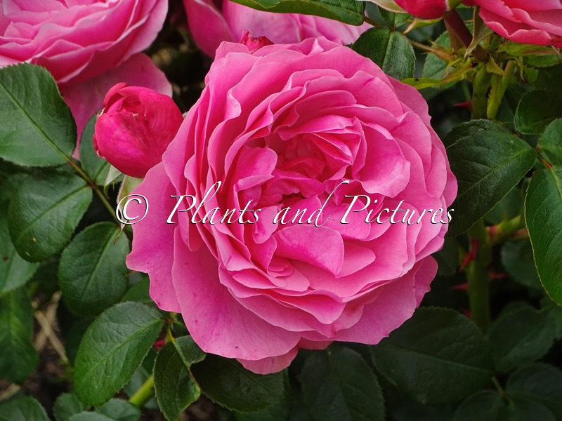 Rosa ‘Meideauri’ (LEONARDO DA VINCI)